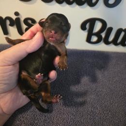 Boy 1 - Black and tan male Yorkshire Terrier puppy in Clermont, Florida from Bella's Prissy Butts