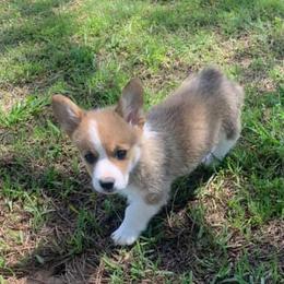 Pembroke Welsh Corgis from Howell Corgis