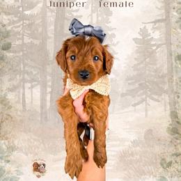Juniper - Red  female Goldendoodle puppy in Canton, Georgia from Teddy Puppies
