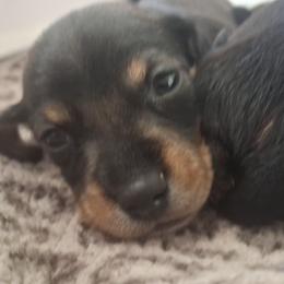 Boy 2 - Black and tan male Dachshund puppy in Oakman, Alabama from MEL Puppies