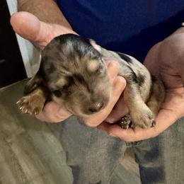 Poppy - Dapple female Dachshund puppy in Pinellas Park, Florida from Chait Miniature Dachshunds