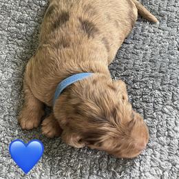 Boy 1 - male Aussiedoodle puppy in Houston, Texas from Waggin’ R Tails