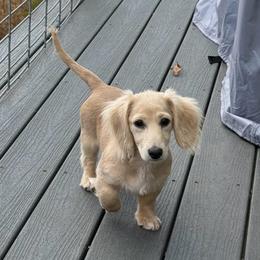 Cream Girl Ready To Go Now - Cream female Dachshund puppy in Pauls Valley, Oklahoma from Simply Happy Dachshunds