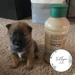 Shiba Inu Puppies from EndThyme Acres