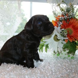 Australian Labradoodle Puppies from Windsor Creek Labradoodles