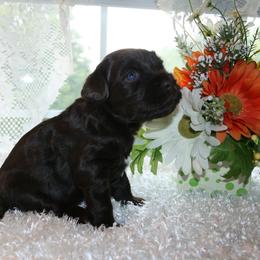 Australian Labradoodle Puppies from Windsor Creek Labradoodles
