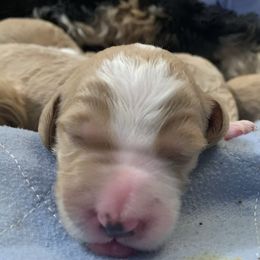 Bernedoodle Puppies from TJ SA Bernedoodles