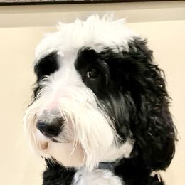 Apollo - Sheepadoodle