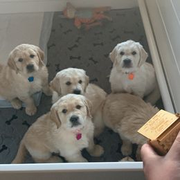 Golden Retriever Puppies from Daniel Ranch Golden Retrievers