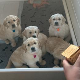 Golden Retriever Puppies from Daniel Ranch Golden Retrievers