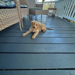 Hollie - Red  female Goldendoodle puppy in Winchester, Virginia from Morningstar Goldendoodles