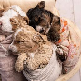 Goldendoodle puppies from Samantha's Goldendoodles
