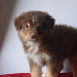 Bonfire - Red tri male Miniature Australian Shepherd puppy in Cody, Wyoming from Quartz Creek Aussies