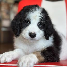 Rocker Steiner - Black tri-color male Aussiedoodle puppy in Lancaster, Minnesota from Finney Ranch