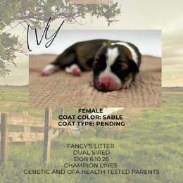 Ivy - Sable female Pembroke Welsh Corgi puppy in Elberta, Utah from 3F Farms- Pembroke Welsh Corgis and Irish Wolfhounds
