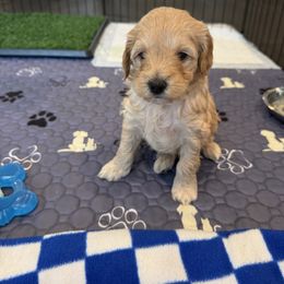 Arlo - Cream male Cockapoo puppy in Excelsior, Minnesota from Stella’s Six
