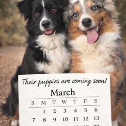 Miniature Australian Shepherd puppies from Rave'n Aussies of New Mexico