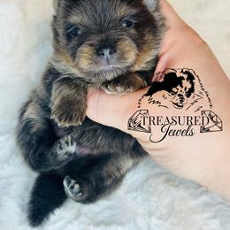 Pomeranian Puppies from Treasured Jewels Pomeranians