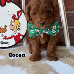 Bernedoodle, Cavalier King Charles Spaniel, Cavapoo, Goldendoodle, and Poodle Puppies from Gypsi Doodles & Poodles LLC.