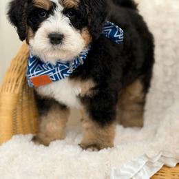 Cowboy - Tri-color male Bernedoodle puppy in Syracuse, Utah from Redrockbernedoodles