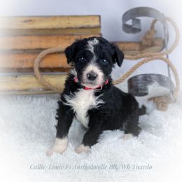 Aussiedoodle and Australian Shepherd Puppies from Dunroamin Farms Australian Shepherds and Aussiedoodles
