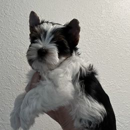 Biewer Terriers from Shanks' Biewer Terriers