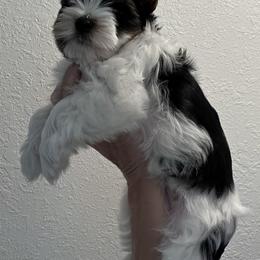 Biewer Terriers from Shanks' Biewer Terriers