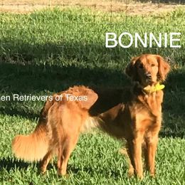 Bonnie - Golden Retriever
