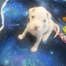 Black - White female Boxer puppy in Evington, Virginia from Boxer Tails