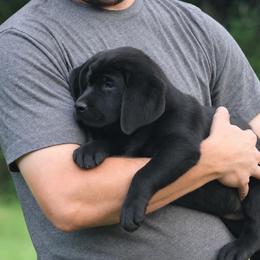 Pink Collar - Black female Labrador Retriever puppy in Morriston, Florida from Penny Lane Labradors