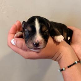 Mo - Black tri male Miniature Australian Shepherd puppy in Lakeport, California from Akins Aussies/Wild Rose Ranch