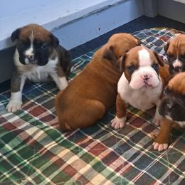 "We can sit up now!!" Boxer Puppies from Hope's Beautiful Boxers