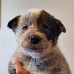 Half mask - Blue mottled male Australian Cattle Dog puppy in Lenoir, North Carolina from Blue Coyote Ranch