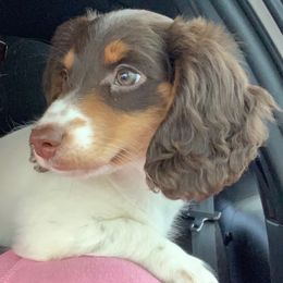 Buttons - Dachshund
