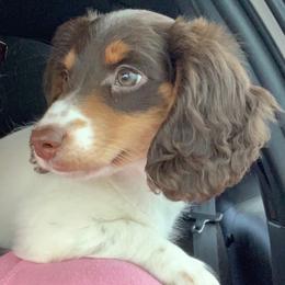 Buttons - Dachshund