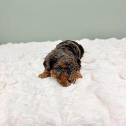 Boy 3 - Merle male Goldendoodle puppy in Springfield, Ohio from Dawson & Daryn's Royal Companions