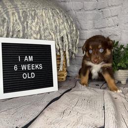 Princess Belle - Red tri female Miniature Australian Shepherd puppy in Peoria, Arizona from B My Sunshines Mini Aussies