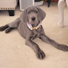 Great Dane Puppies from Lazy A Danes