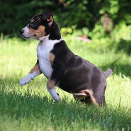 Rat Terrier Puppies from Walnut Acre Decker Terrier and ODT