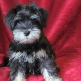 Miniature Schnauzers from Badingham Miniature Schnauzers
