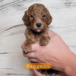 Hangman (Orange Collar) - Red  male Goldendoodle puppy in Scurry, Texas from 07 Seven Oaks Goldens and Doodles