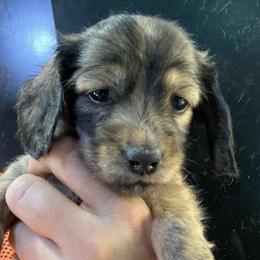 Kassidy - Brindle female Dachshund puppy in Bigfork, Minnesota from Dachshunds Up North