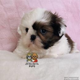 Odie - Sable and white male Shih Tzu puppy in Walkertown, North Carolina from Lil’ Bit’s Shih Tzu