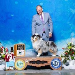 Tsunami - Shetland Sheepdog