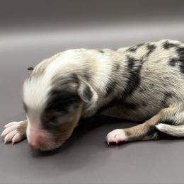 Bingo - Blue merle male Australian Shepherd puppy in New Boston, New Hampshire from Painted Pup Australian Shepherds