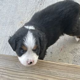 Bernese Mountain Dog Puppies from Willow Tree Berners