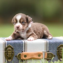 Liberty - Red tri female Miniature Australian Shepherd puppy in White Oak, Texas from Triple Lake Ranch Miniature Australian Shepherds