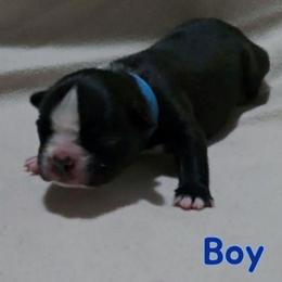 Blue - Black and white male Boston Terrier puppy in Clinton Township, Michigan from Greenberg's Boston Terriers & Bullies of Metro Detroit