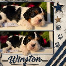 Winston - Tri-color male Cavalier King Charles Spaniel puppy in Clinton, Oklahoma from Enchanted Spaniels