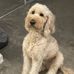 Nella - Goldendoodle
